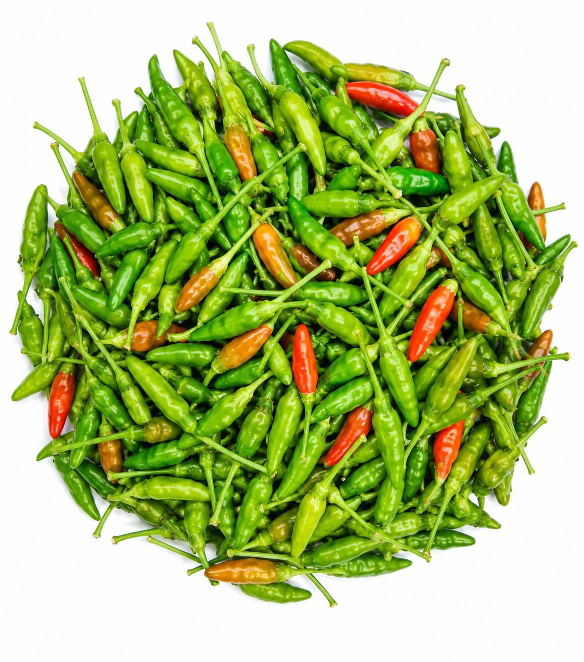 Pahari Morich (Suj Morich)